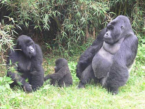 Самка, самка и детёныш сидят на траве