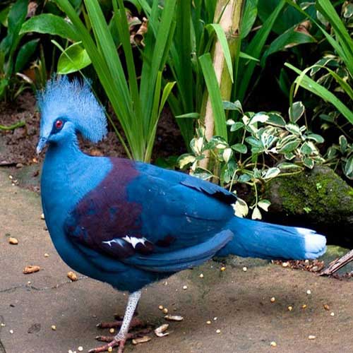 Венценосный голубь - внешний вид