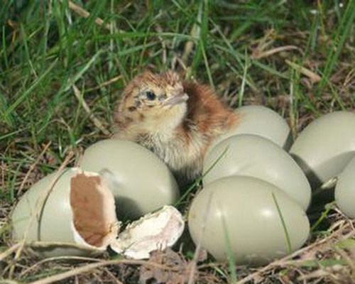 Птенец вылупился из яйца