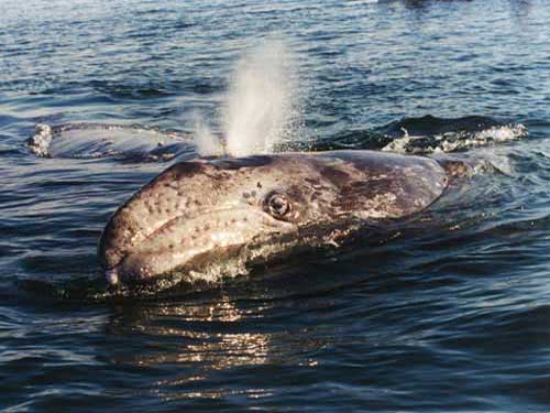 Серый кит у поверхности воды