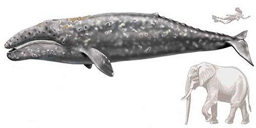 Соотношение размеров серого кита, слона и человека