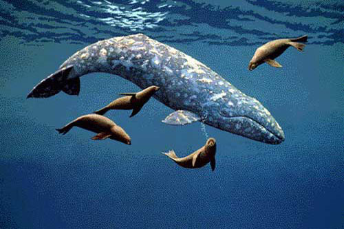 Серый кит и морские котики