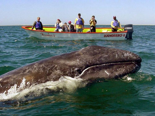 Серый кит рядом с лодкой