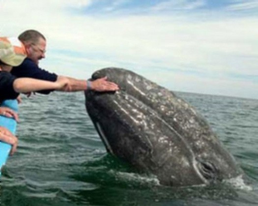 Серый кит и человек