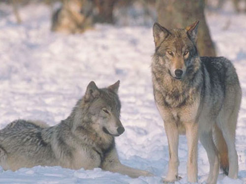 Два серых волка