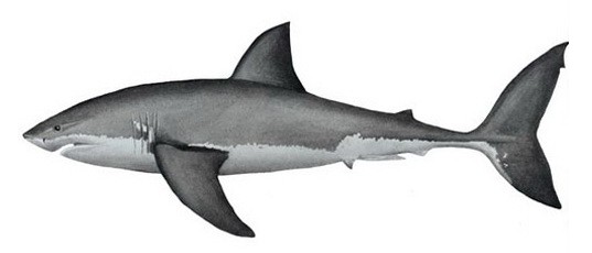 Рисунок белой акулы