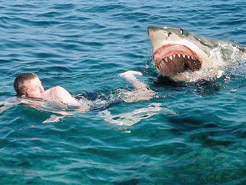Белая акула нападает на человека