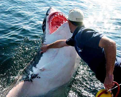 Человек трогает белую акулу