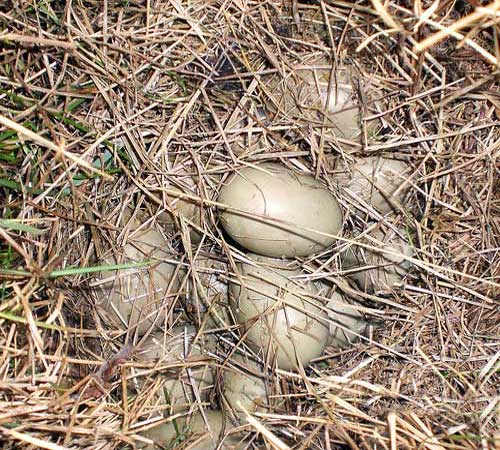 Гнездо с яйцами морской чернети