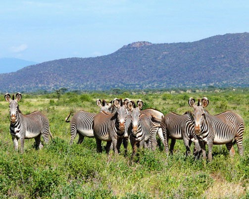 Группа зебр Греви