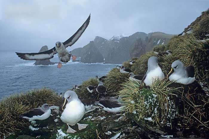 Сероголовые альбатросы гнездятся
