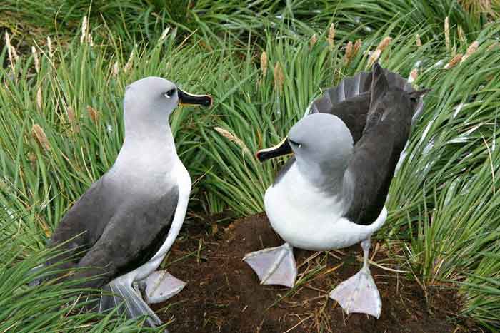 Сероголовые альбатросы выбирают место для гнезда