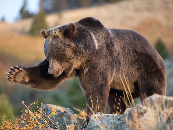 Медведь гризли, описание, фото