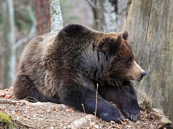 Медведь гризли лежит возле дерева