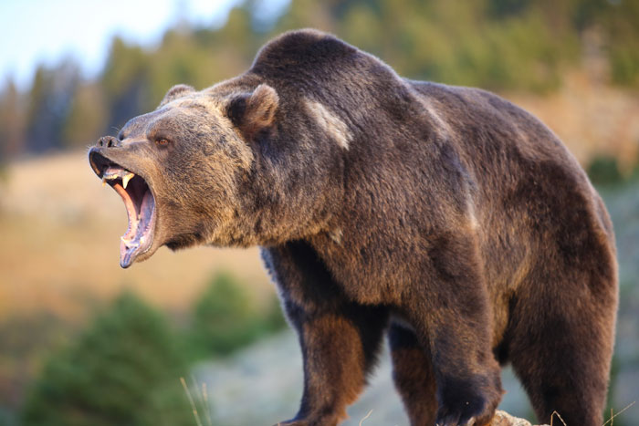 Медведь гризли рычит