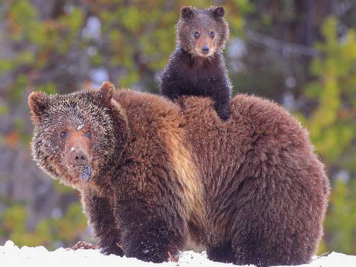 Медведица с медвежонком зимой