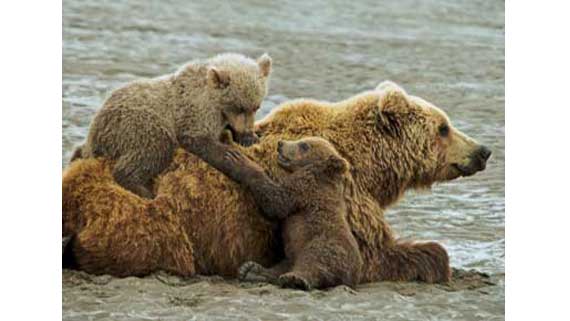 Самка гризли с медвежатами
