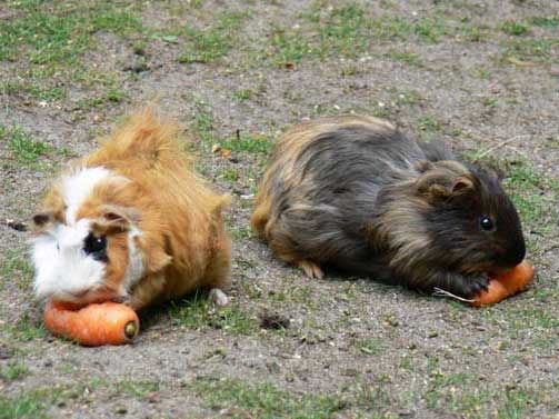Морские свинки едят морковь