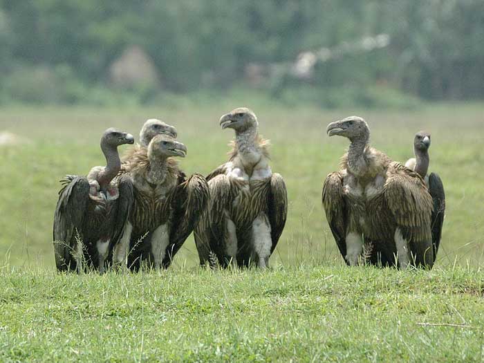 Группа бенгальских грифов