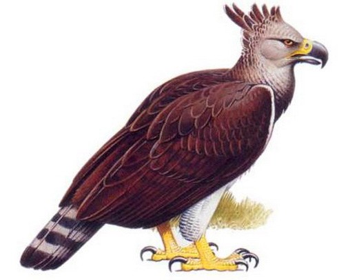Орёл Хааста - внешний вид