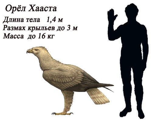 Размеры орла Хааста и человека