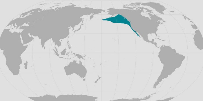 Ареал обитания северного морского слона на карте