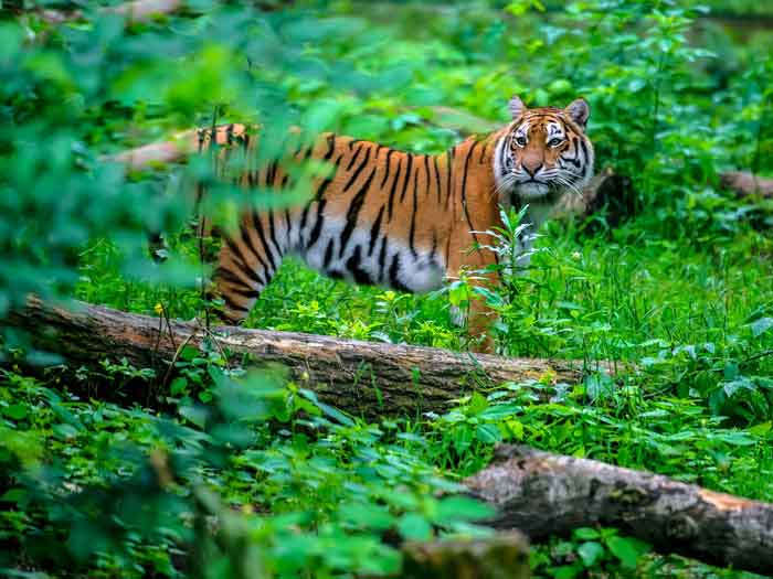Тигр в лесной чаще