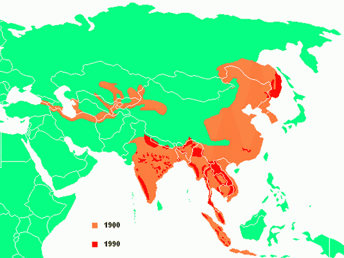Ареал обитания тигра на карте