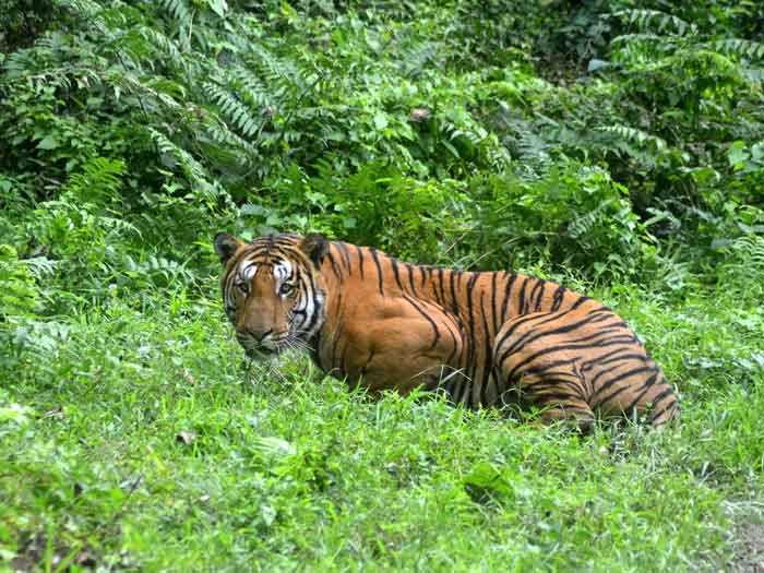 Тигр лежит на траве