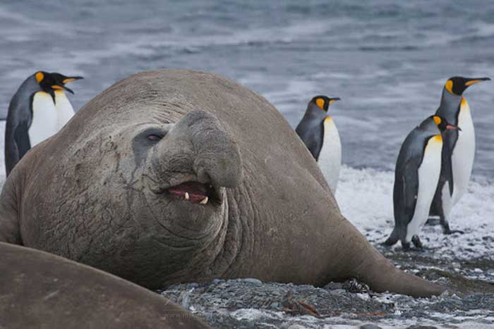 Южный морской слон и пингвины