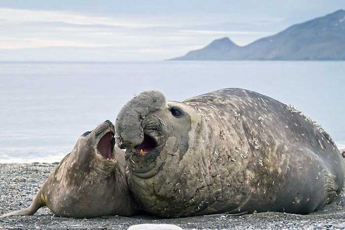 Самец и самка южного морского слона