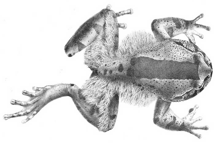 Волосатая лягушка - внешний вид