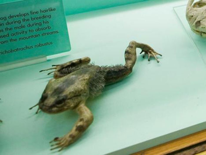 Волосатая лягушка в музее