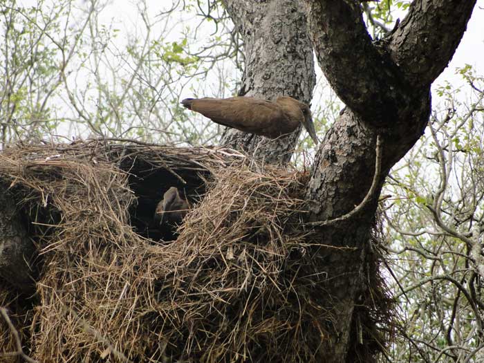 Самец и самка молотоглавы строят гнездо