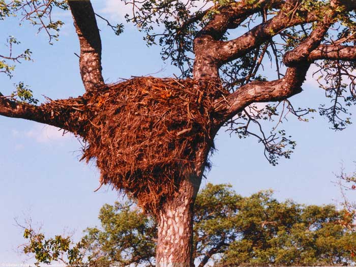 Гнездо молотоглава на дереве