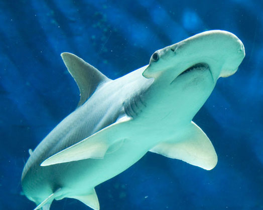 Внешний вид акулы-молот