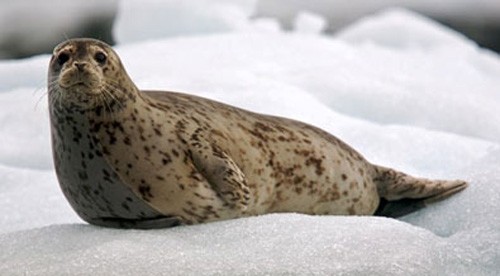 Обыкновенный тюлень, фото