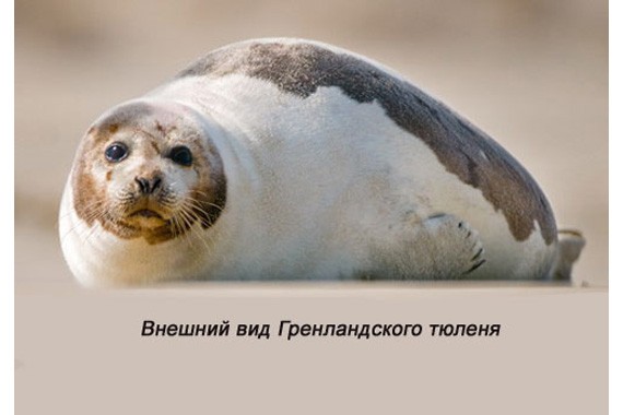 Внешний вид гренландского тюленя