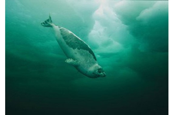 Гренландский тюлень под водой