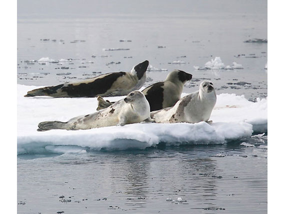 Гренландские тюлени на льдине