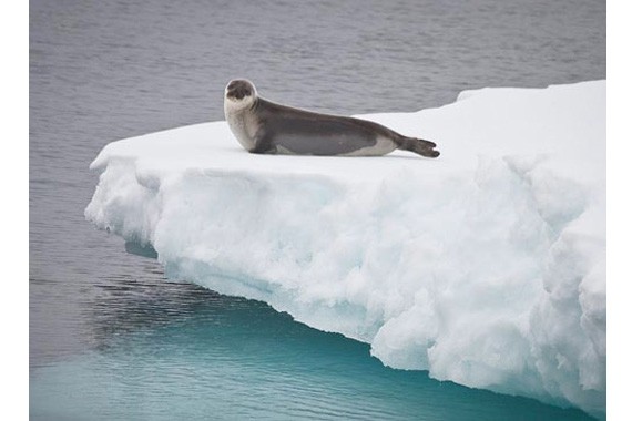 Тюлень устроился на льдине