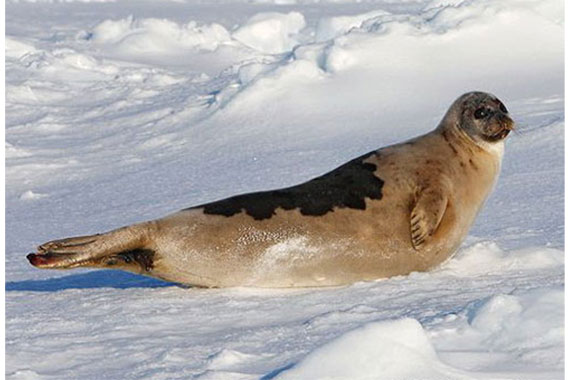 Тюлень отдыхает на арктическом снеге
