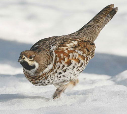 Рябчик бежит по снегу