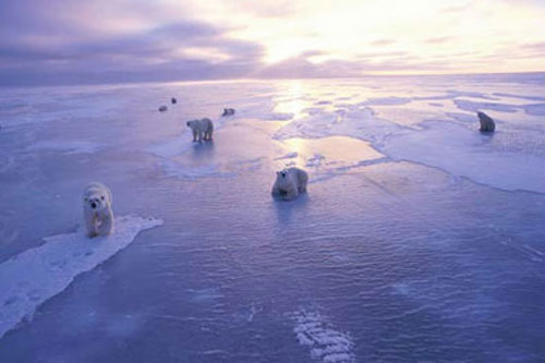 Глобальное потепление и белые медведи