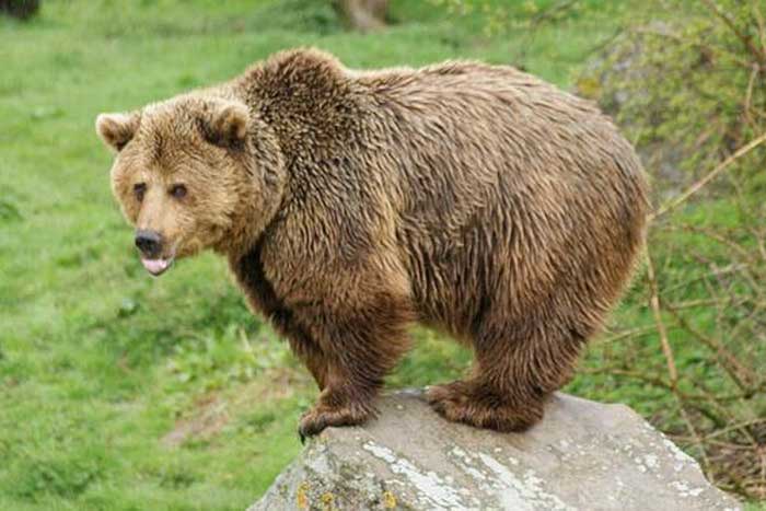 Тяньшанский бурый медведь - внешний вид