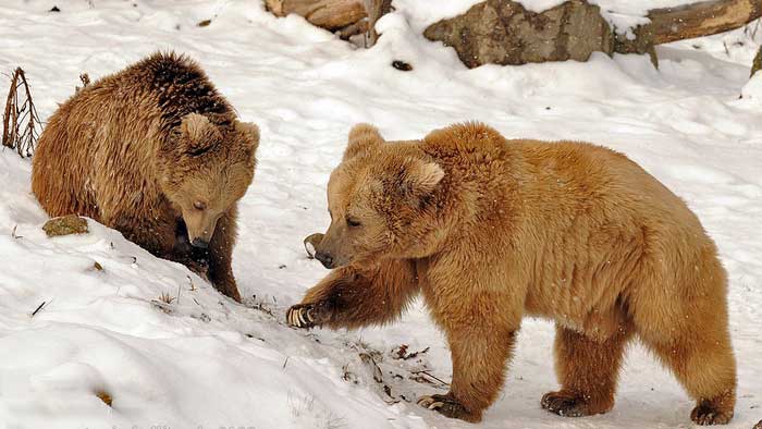 Медвежата тяньшанского бурого медведя