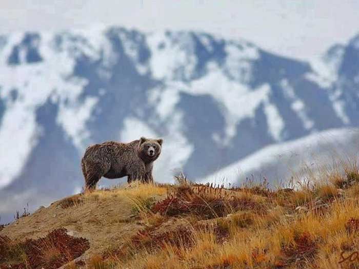 Тяньшанский бурый медведь в горах