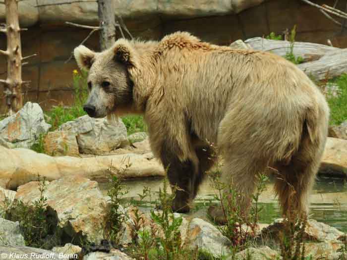 Тяньшанский бурый медведь - вид сзади
