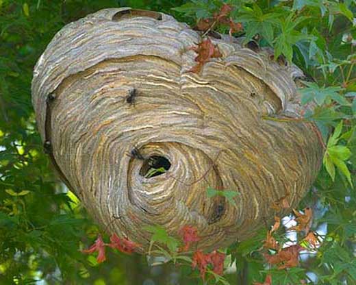 Гнездо шершней - внешний вид