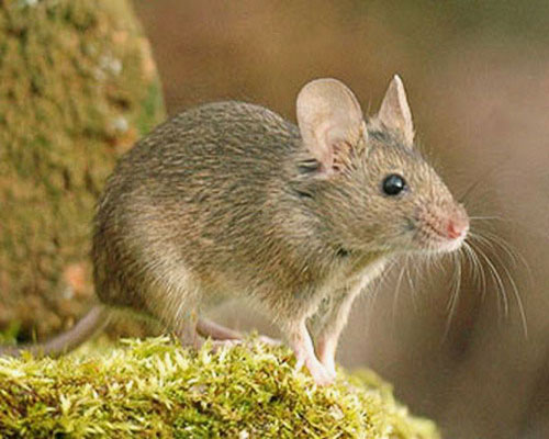Домовая мышь - внешний вид